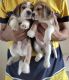Beagle Puppies for sale in Sohna - Gurgaon Rd, Islampur Village, Sector 38, Gurugram, Haryana, India. price: 15000 INR