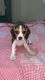 Beagle Puppies for sale in Karond Chouraha, Karond, Bhopal, Madhya Pradesh, India. price: 15000 INR