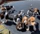 Beagle Puppies for sale in Colorado Springs, CO, USA. price: $1,000