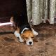 Beagle Puppies for sale in Faridabad, Haryana, India. price: 15000 INR