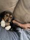 Beagle Puppies for sale in Cherry Valley, Leicester, MA 01611, USA. price: $1,400