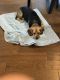 Beagle Puppies for sale in Austin, TX, USA. price: $60,000