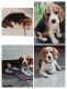 Beagle Puppies for sale in Patiala, Punjab, India. price: 15000 INR