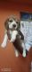 Beagle Puppies for sale in Chikka Nanjunda Reddy Layout, Babusapalya, Bank Avenue Colony, Horamavu, Bengaluru, Karnataka 560043, India. price: 15000 INR