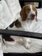 Beagle Puppies for sale in Carrollton, TX, USA. price: $600