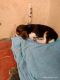 Beagle Puppies for sale in Hosur, Tamil Nadu, India. price: 18000 INR