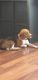 Beagle Puppies for sale in Tujunga, Los Angeles, CA, USA. price: $1,000