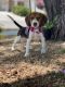 Beagle Puppies for sale in Tucson, AZ, USA. price: $500