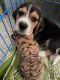 Beagle Puppies for sale in Garia Garden Bottala Rd, Garia Gardens, Garia, Kolkata, West Bengal 700084, India. price: 20000 INR