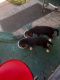 Beagle Puppies for sale in West Pittston, PA 18643, USA. price: $400