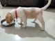 Beagle Puppies for sale in Sarjapura, Bengaluru, Karnataka 562125, India. price: 16000 INR