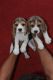 Beagle Puppies for sale in Cuttack, Odisha, India. price: NA