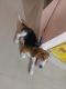 Beagle Puppies for sale in Pragathi Nagar, Hyderabad, Telangana, India. price: NA