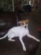 Beagle Puppies for sale in 1208 Millstream Trail NW, Lawrenceville, GA 30044, USA. price: NA