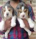 Beagle Puppies for sale in Jayanagar 1st Block, Mavalli, Bengaluru, Karnataka, India. price: 25000 INR