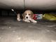 Beagle Puppies for sale in Howrah, West Bengal, India. price: 15000 INR