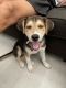 Beagle Puppies for sale in Anaheim, CA, USA. price: NA
