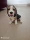 Beagle Puppies for sale in Sonipat, Haryana, India. price: 12000 INR