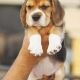 Beagle Puppies for sale in Kolkata, West Bengal, India. price: 2000 INR