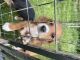 Beagle Puppies for sale in Wabash, IN 46992, USA. price: $250