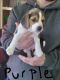 Beagle Puppies for sale in Mexico, NY 13114, USA. price: NA