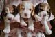 Beagle Puppies for sale in Indiranagar, Bengaluru, Karnataka, India. price: NA