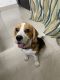Beagle Puppies for sale in Greater Noida, Uttar Pradesh, India. price: 18000 INR