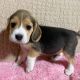 Beagle Puppies for sale in Los Gatos, CA, USA. price: $600
