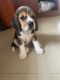 Beagle Puppies for sale in Vasan City, Tiruchirappalli, Tamil Nadu 620102, India. price: 15000 INR