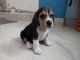 Beagle Puppies for sale in Gavipuram Guttahalli, Vinayaka Extension, Kempegowda Nagar, Bengaluru, Karnataka 560019, India. price: 18000 INR
