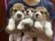 Beagle Puppies for sale in Visalakshi St, Lakshmi Amman Nagar, Kodungaiyur, Chennai, Tamil Nadu 600118, India. price: 23000 INR