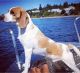 Beagle Puppies for sale in 9421 Burnham Dr, Gig Harbor, WA 98332, USA. price: $1,500