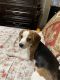Beagle Puppies for sale in Woodland Hills, Los Angeles, CA, USA. price: $800