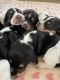 Beagle Puppies for sale in Belchertown, MA 01007, USA. price: NA