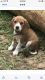 Beagle Puppies for sale in Shreveport, LA 71118, USA. price: $150