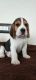 Beagle Puppies for sale in Budigere Cross, Bengaluru, Karnataka 562129, India. price: 20000 INR