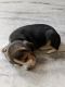 Beagle Puppies for sale in Jaipur, Rajasthan, India. price: 16000 INR