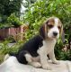Beagle Puppies for sale in Kaimanam, Pappanamcode, Thiruvananthapuram, Kerala, India. price: 17000 INR