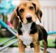 Beagle Puppies for sale in Willoughby, OH 44094, USA. price: $500
