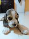 Beagle Puppies for sale in Thane East, Thane, Maharashtra 400603, India. price: 20000 INR
