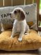 Beagle Puppies for sale in Middletown, NY 10940, USA. price: $950