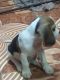 Beagle Puppies for sale in Chindatripet, Chennai, Tamil Nadu 600002, India. price: 10000 INR