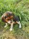 Beagle Puppies for sale in Lexington, TX 78947, USA. price: NA