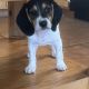 Beagle Puppies for sale in San Tan Valley, AZ, USA. price: $1,200