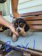 Beagle Puppies for sale in Hendersonville, TN, USA. price: $400