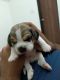 Beagle Puppies for sale in NIBM Rd, Pune, Maharashtra, India. price: 30000 INR