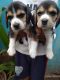 Beagle Puppies for sale in Doddanna Nagar, Kaval Bairasandra, Bengaluru, Karnataka 560045, India. price: 18000 INR
