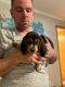 Beagle Puppies for sale in De Soto, MO 63020, USA. price: NA