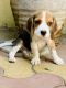 Beagle Puppies for sale in Old Housing Board Colony, Rohtak, Haryana 124001, India. price: 9000 INR