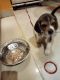 Beagle Puppies for sale in Padi Flyover, TVS Industries, Padi, Chennai, Tamil Nadu, India. price: 20000 INR
